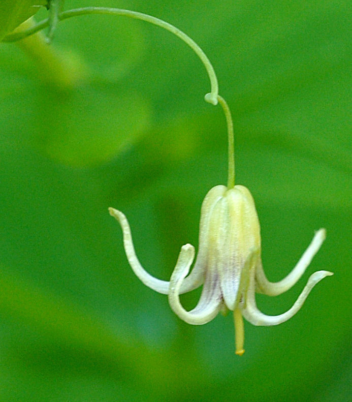  Clasping Twistedstalk