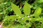 Twistedstalk, Clasping