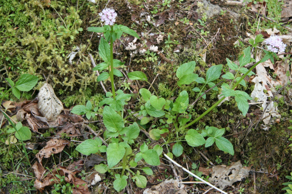 Sitka Valerian