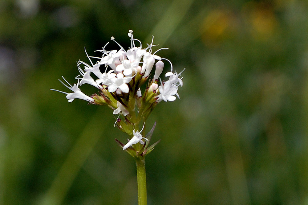 Sitka Valerian