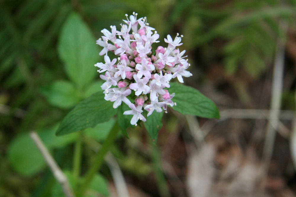 Sitka Valerian