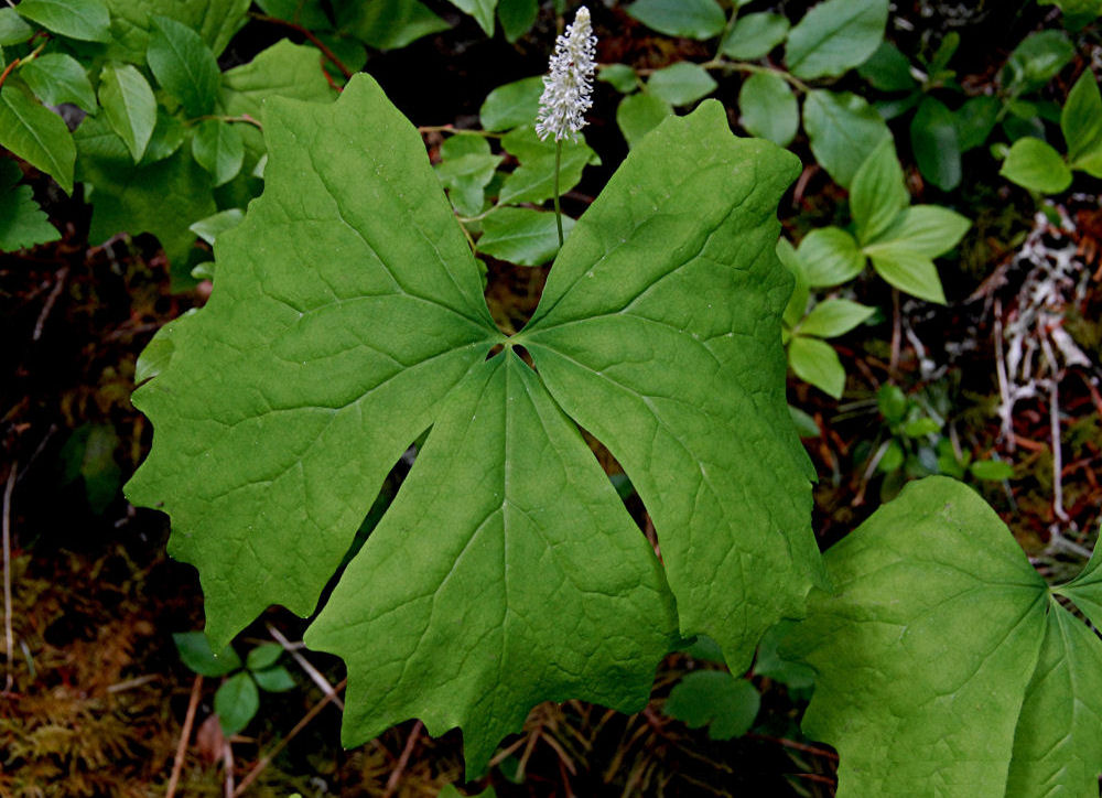  Vanilla Leaf