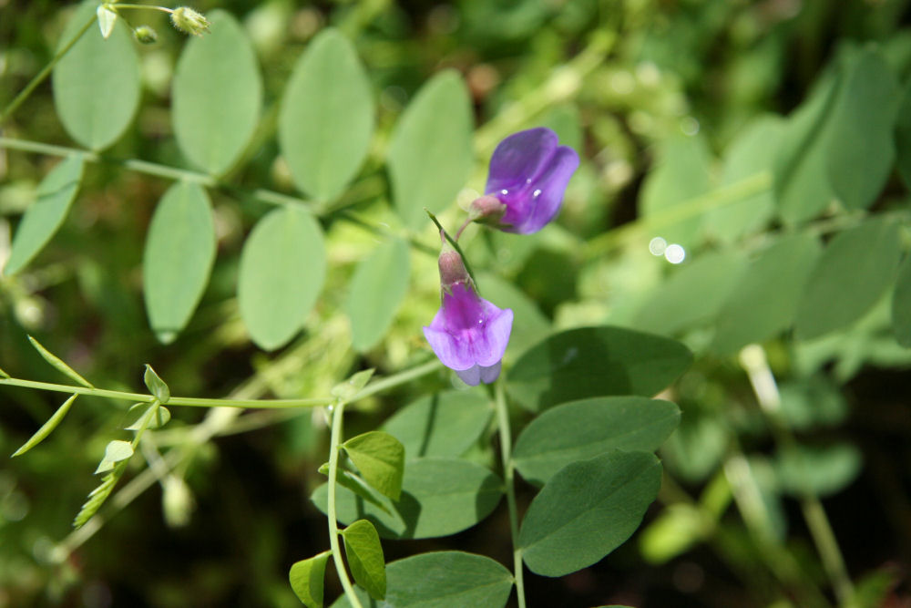 American Vetch 