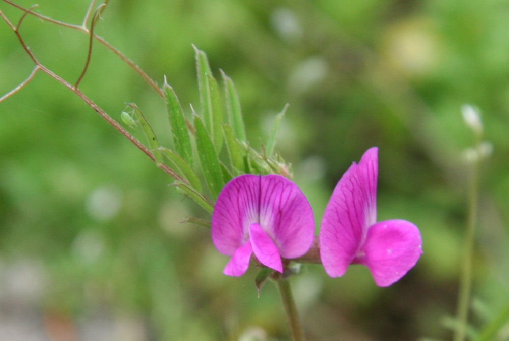 American Vetch 