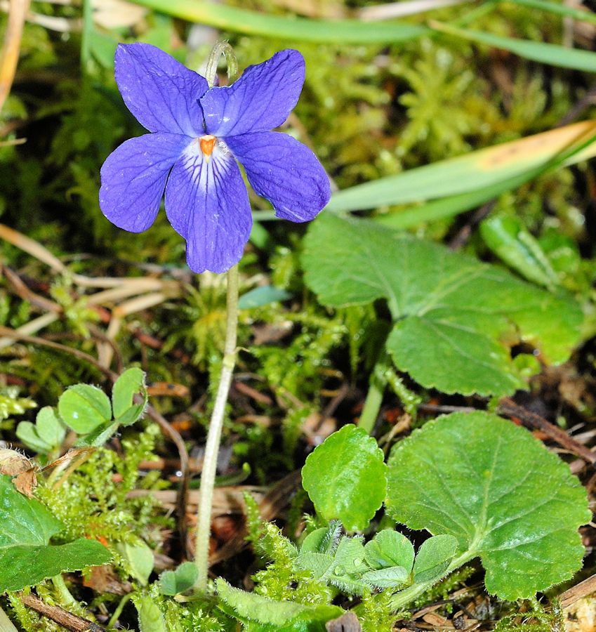 Early Blue Violet 