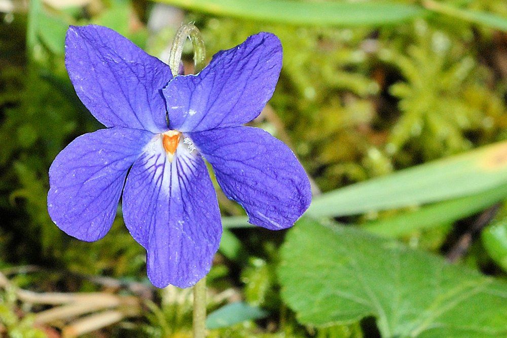 Early Blue Violet 