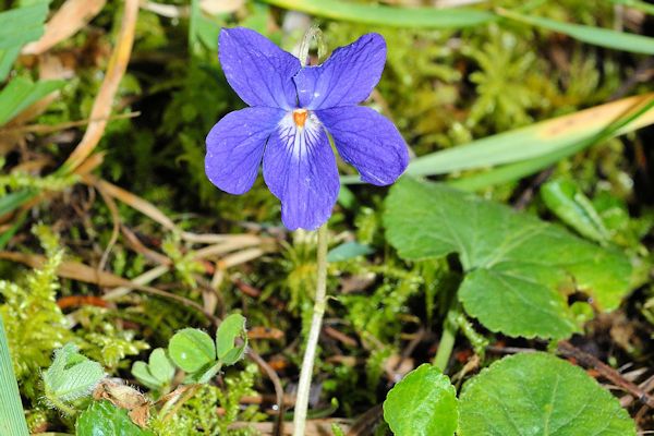 Early Blue Violet