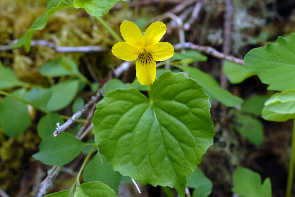  Redwood Violet