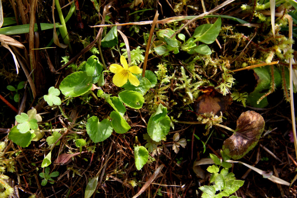  Round Leaved Violet