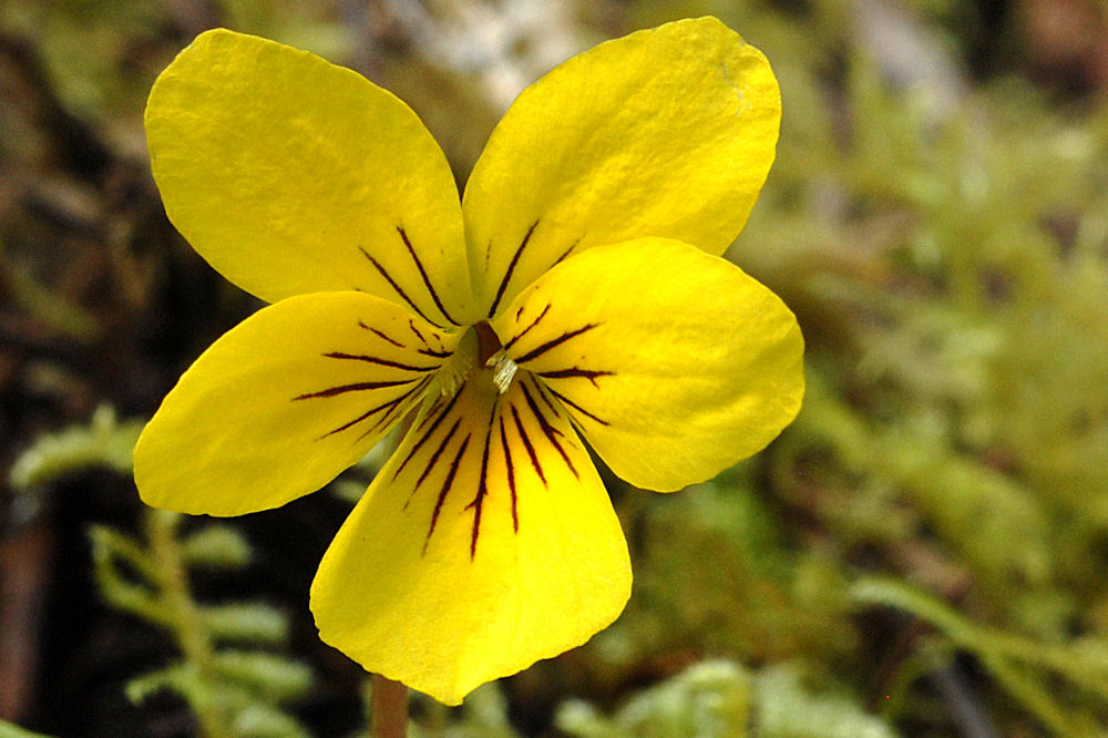  Round Leaved Violet