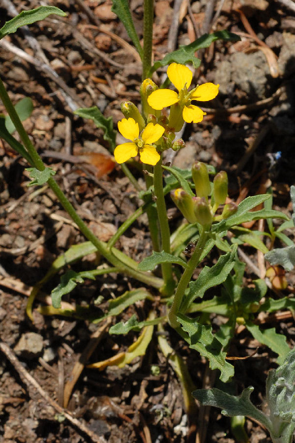  Cascade Wallflower