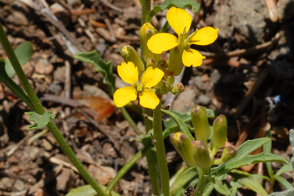  Cascade Wallflower