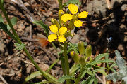 Wallflower, Cascade