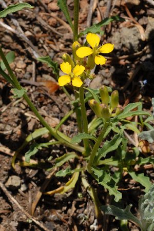 Cascade Wallflower