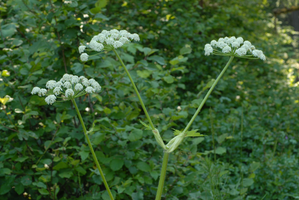  Douglas' Water Hemlock