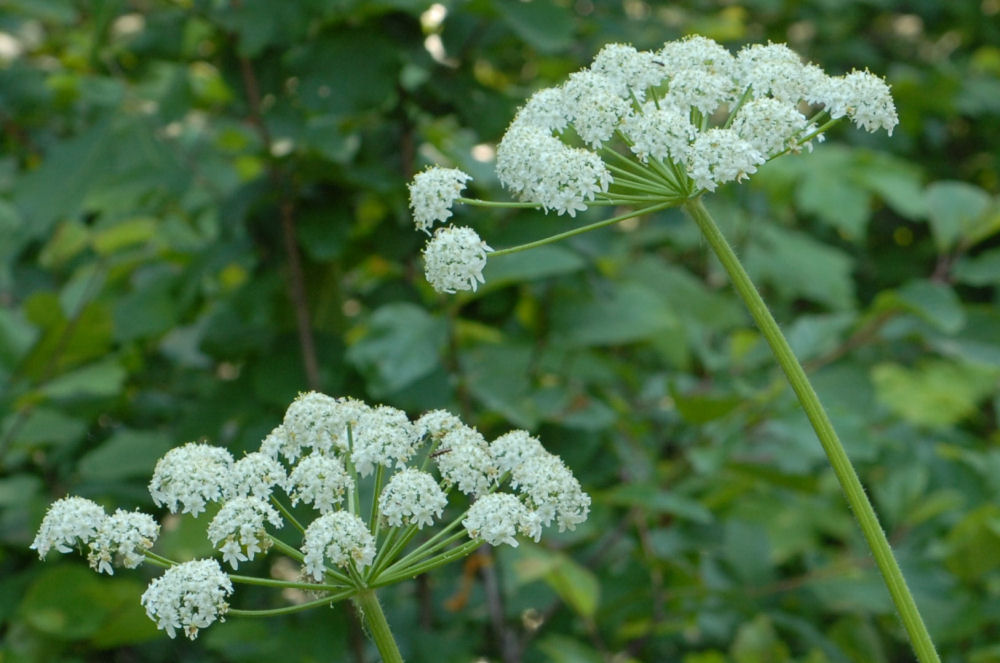  Douglas' Water Hemlock