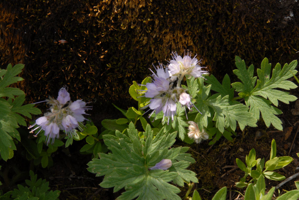   Ballhead Waterleaf