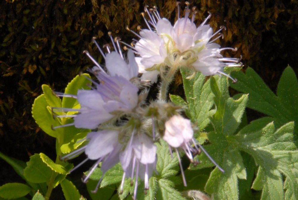   Ballhead Waterleaf