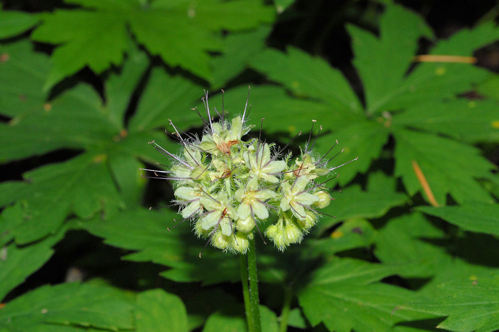  Fendler's Waterleaf