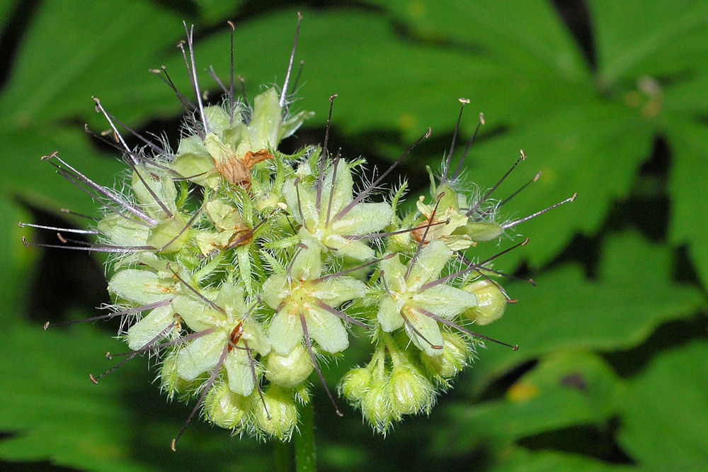  Fendler's Waterleaf