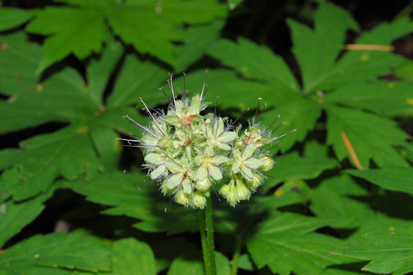  Fendler's Waterleaf