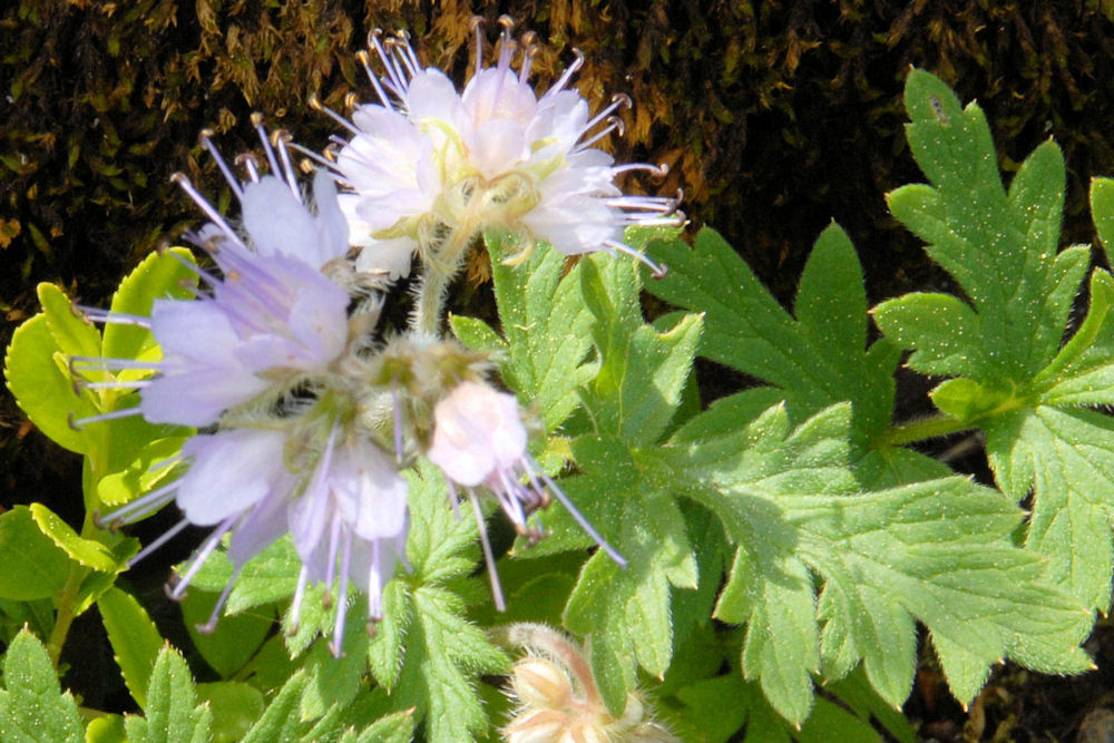 Pacific Waterleaf