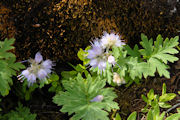 Waterleaf, Pacific