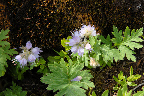  Pacific Waterleaf