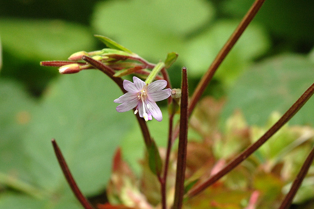  Autumn Willowherb