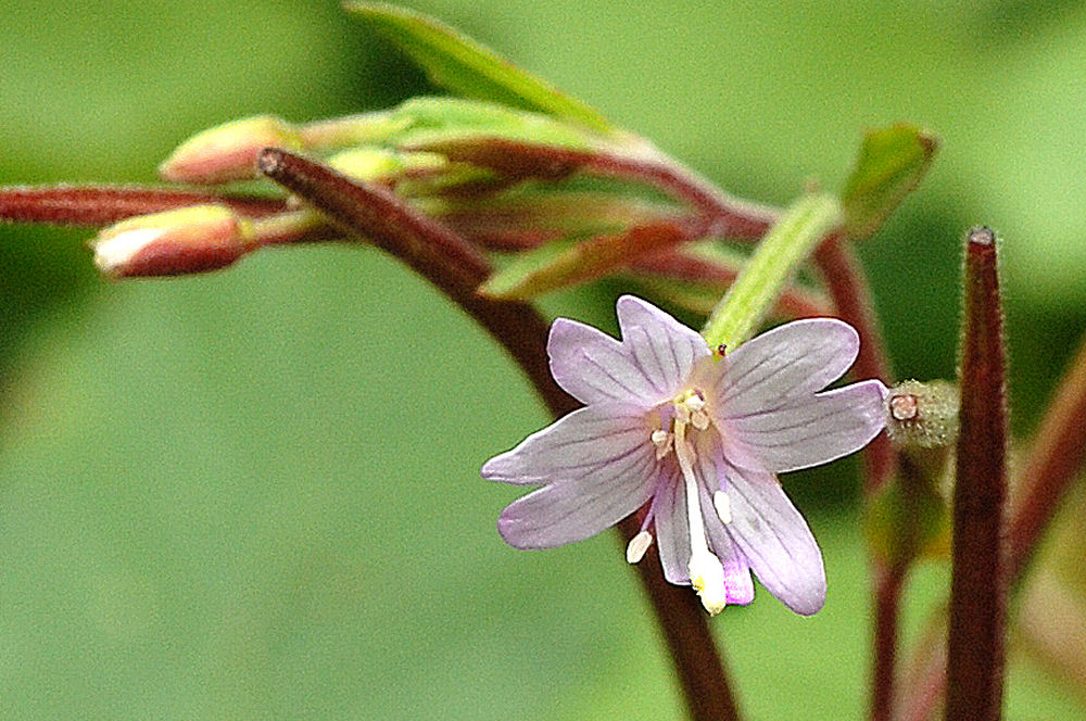  Autumn Willowherb