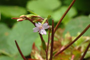 Willowherb, Autumn