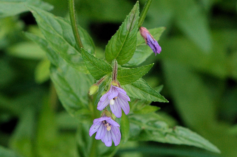 Common Willowherb