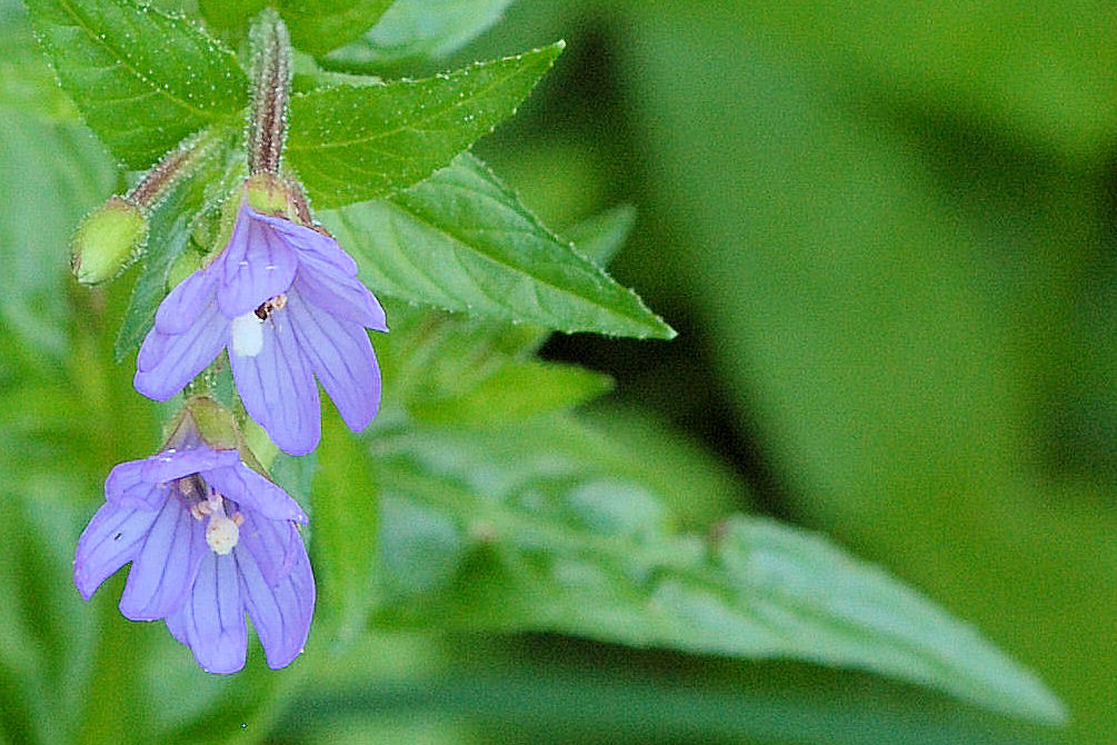 Common Willowherb