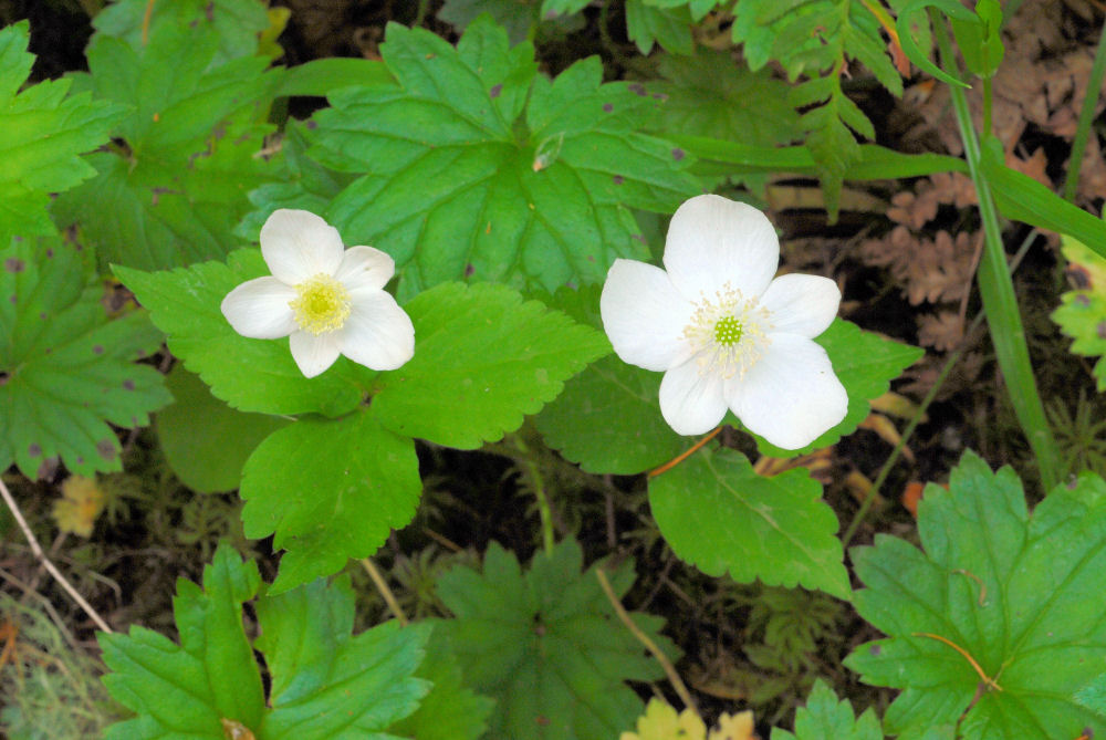  Columbia Windflower