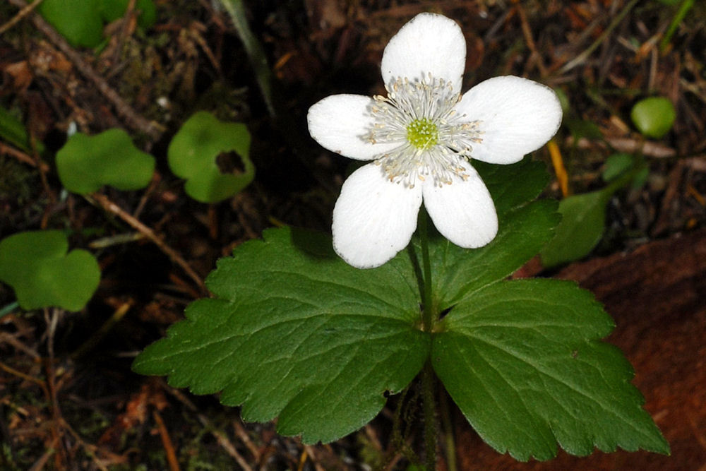  Columbia Windflower