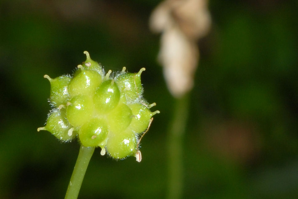  Columbia Windflower