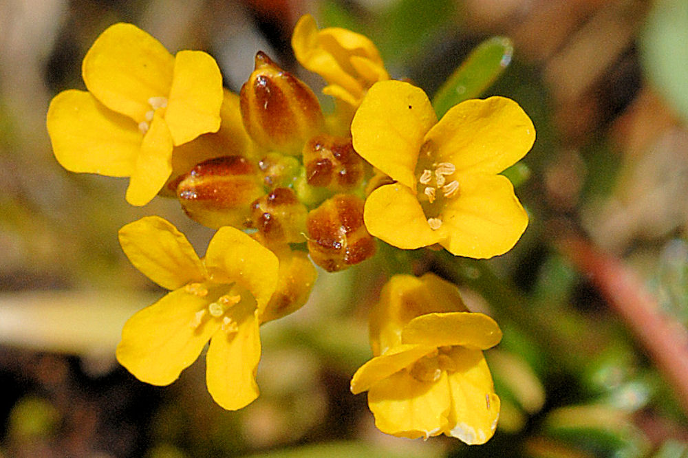 American Winter Cress