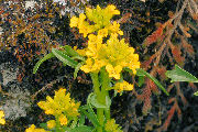 Winter Cress, American