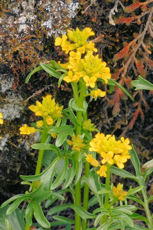 American Winter Cress