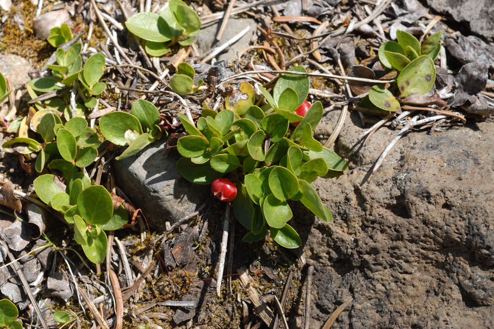 Alpine Wintergreen Wildflowers Found in Oregon