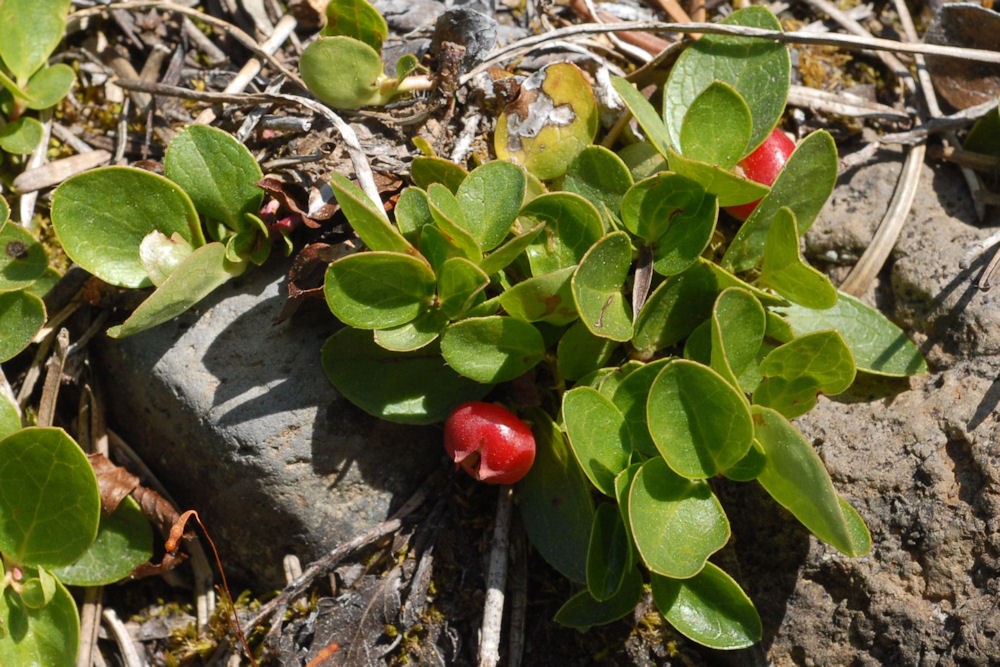 Alpine Wintergreen - Wildflowers Found in Oregon