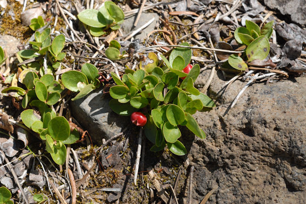 Alpine Wintergreen