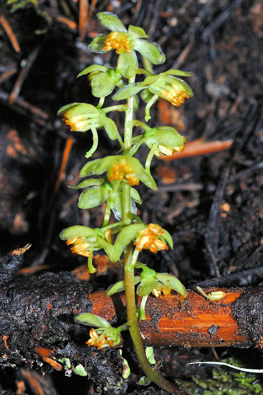 Green Wintergreen Wildflowers Found in Oregon