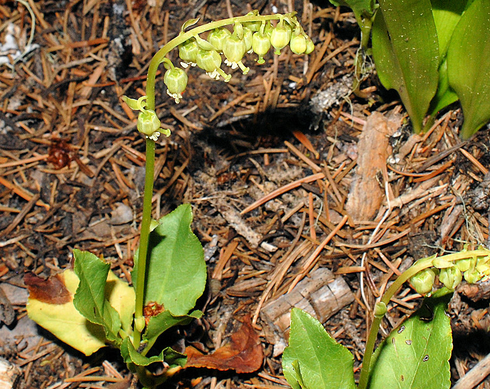 One Sided Wintergreen Wildflowers Found in Oregon