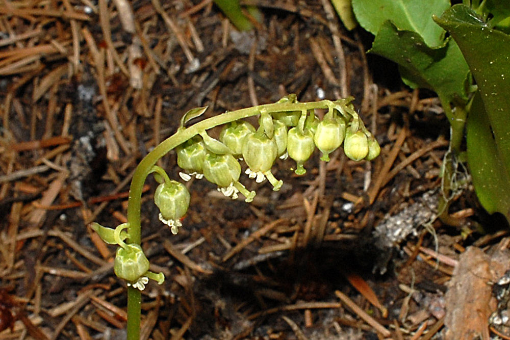 One Sided Wintergreen Wildflowers Found in Oregon