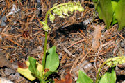 Wintergreen, One Sided