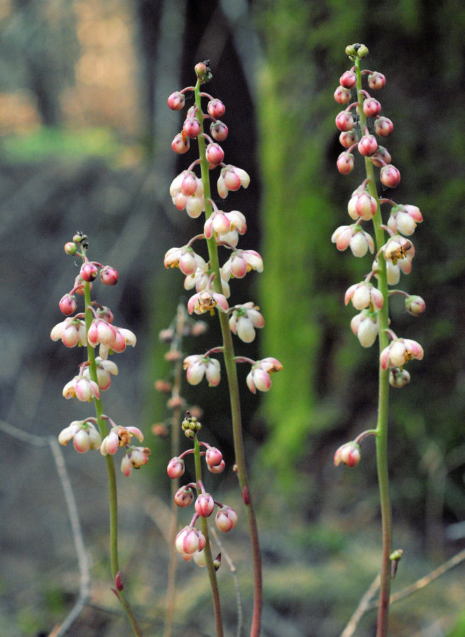  Pink Wintergreen