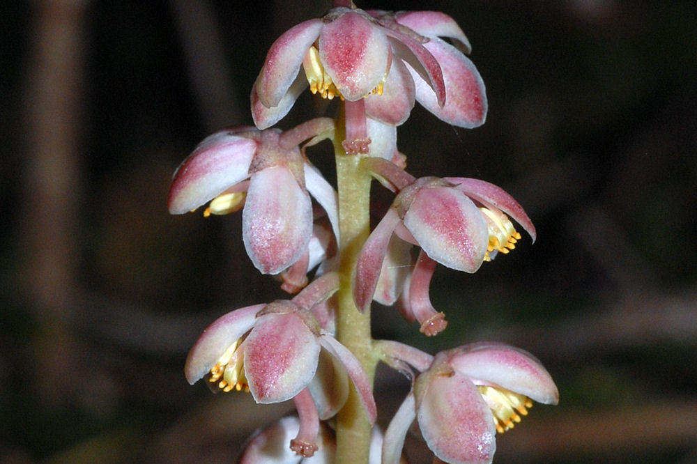  Pink Wintergreen