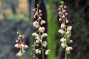 Wintergreen, Pink