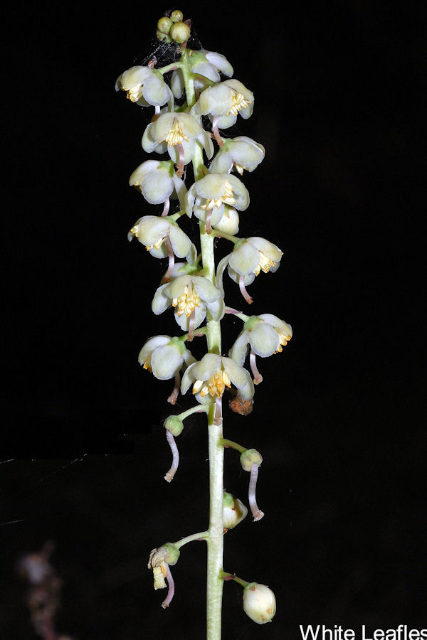  White Leafless Wintergreen